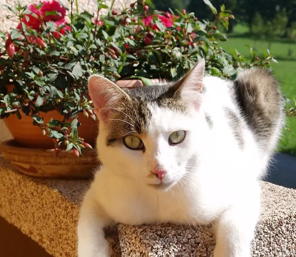 Alpenecho Appartement